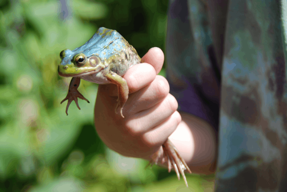 holding a frog