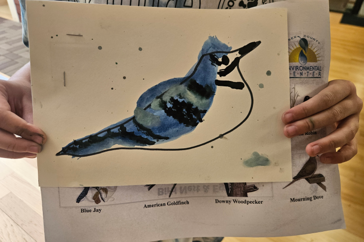 drawing of a blue jay