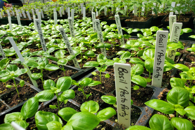 small green plants in planters